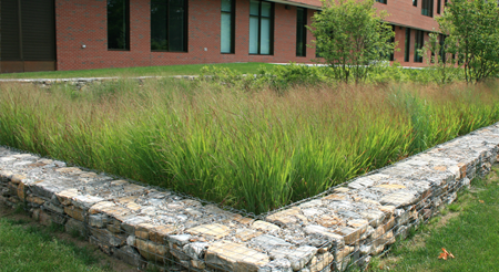 rain garden  on UConn Campus