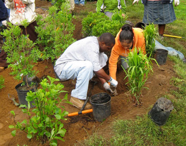 people planting a rain garden