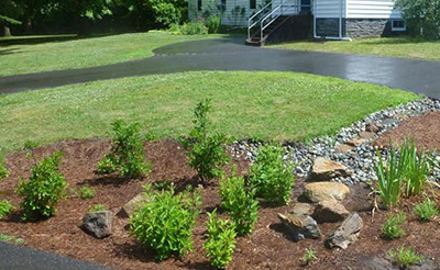 rain garden